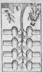 Acorns-8 (German)