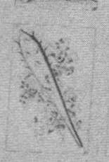 Datei:SPKW-Q15871-Cary Collection 4-page 0315-52-es-stab-1.jpg