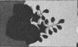 Datei:SPKW-Q15711-JAP sheet 290-k32-JAP sheet 290-einzelkarte.jpg
