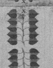 Leaves-10 (German)