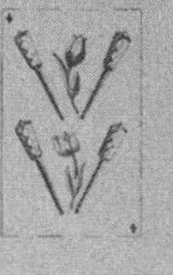 Datei:SPKW-Q15872-Cary Collection 4-page 0316-24-es-stab-4.jpg
