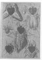 Thumbnail for version as of 21:39, 19 September 2026