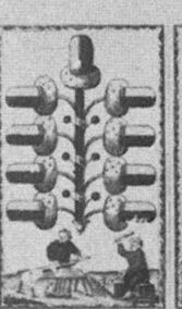 Acorns-9 (German)