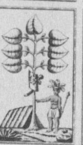 Leaves-7 (German)