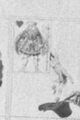 Thumbnail for version as of 00:29, 20 September 2026