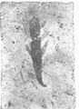 Thumbnail for version as of 09:42, 20 September 2026