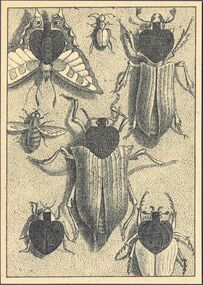 Spades-5 (French) Photo of the reproduction Card almanac for 1807 (facsimile Georg Olms, 1970)