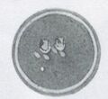 Thumbnail for version as of 12:14, 24 September 2026