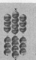 Thumbnail for version as of 05:15, 20 September 2026