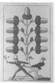 Thumbnail for version as of 18:33, 19 September 2026